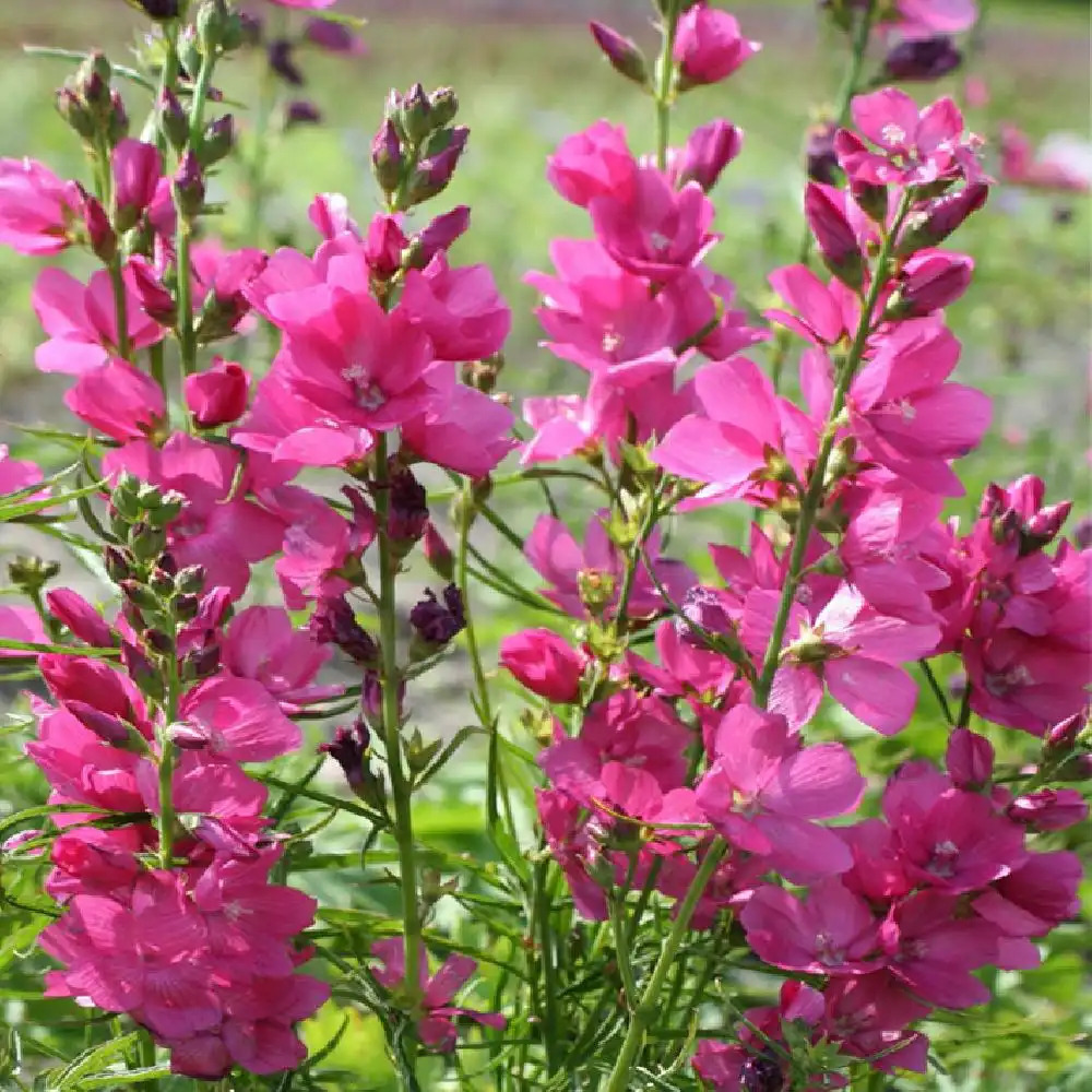 SIDALCEA oregana 'Brilliant'