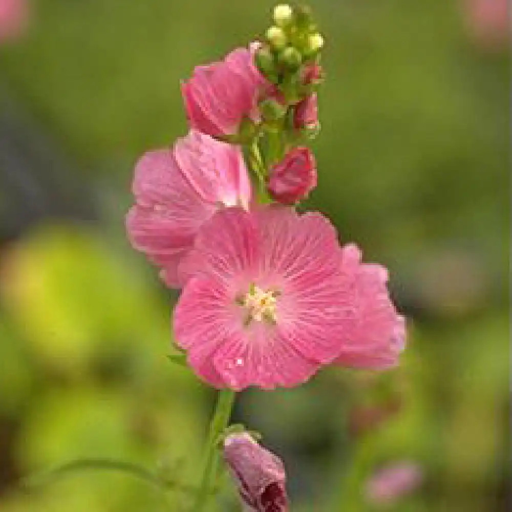 SIDALCEA 'Purpetta'