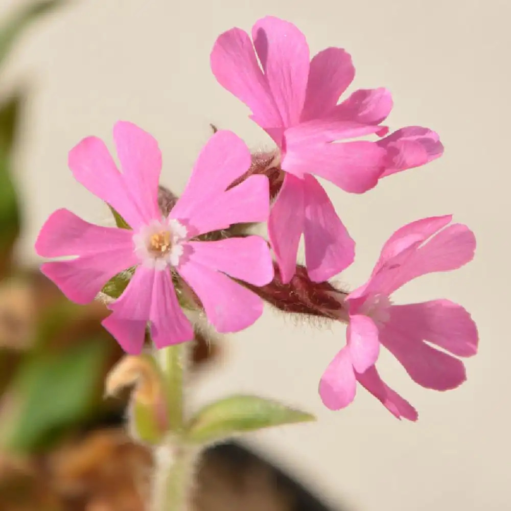 SILENE dioica 'Rolies Favorite'