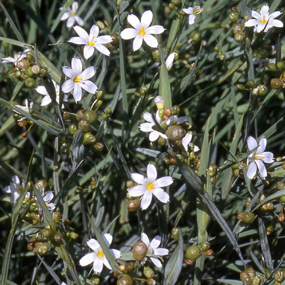 SISYRINCHIUM bermudanium 'Album'