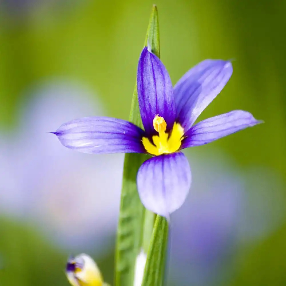 SISYRINCHIUM bermudianum (angustifolium)