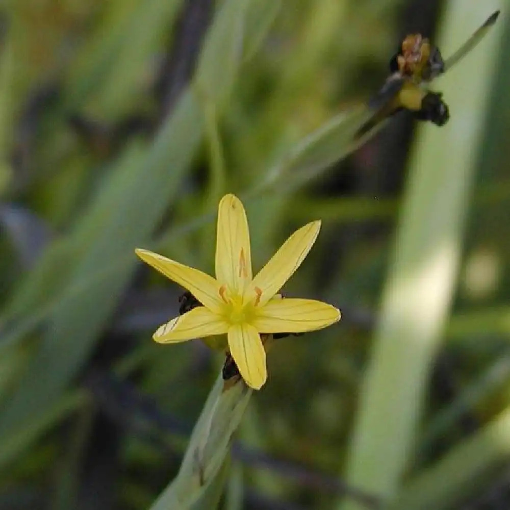 SISYRINCHIUM californicum