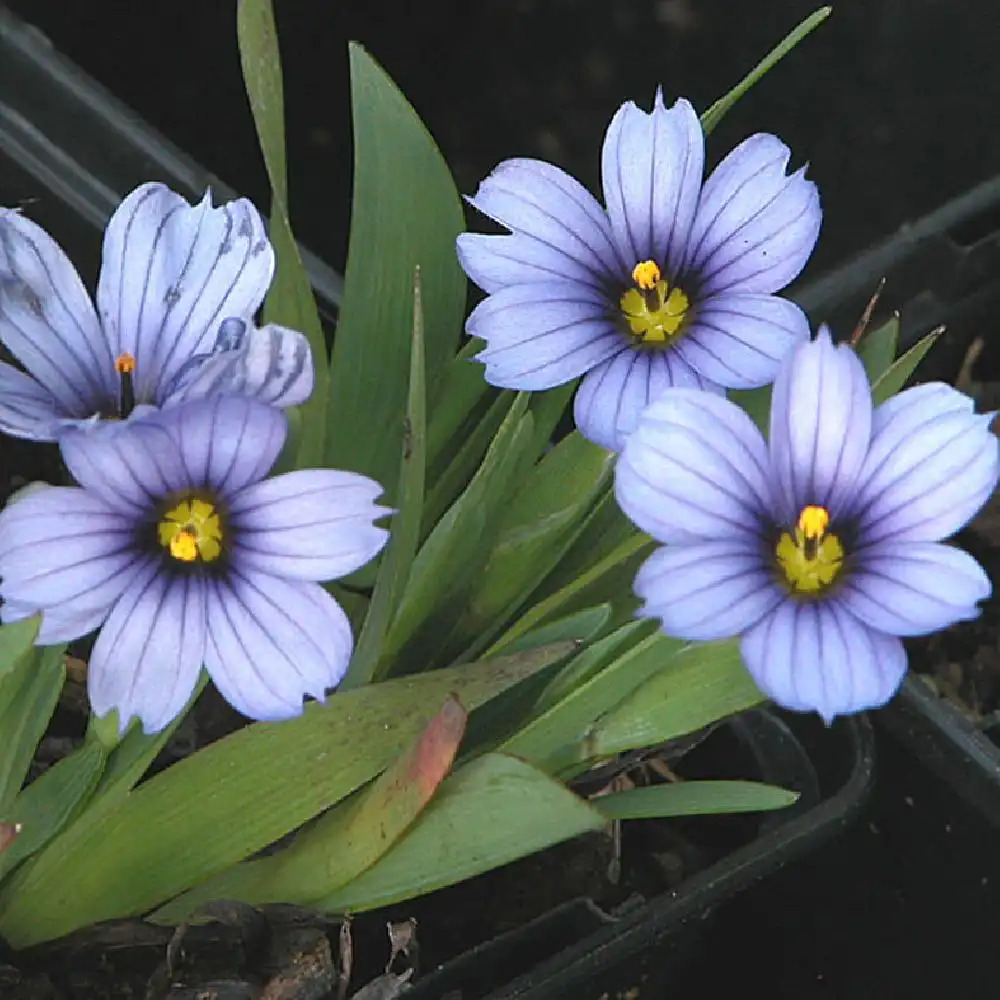 SISYRINCHIUM 'Devon Blue'