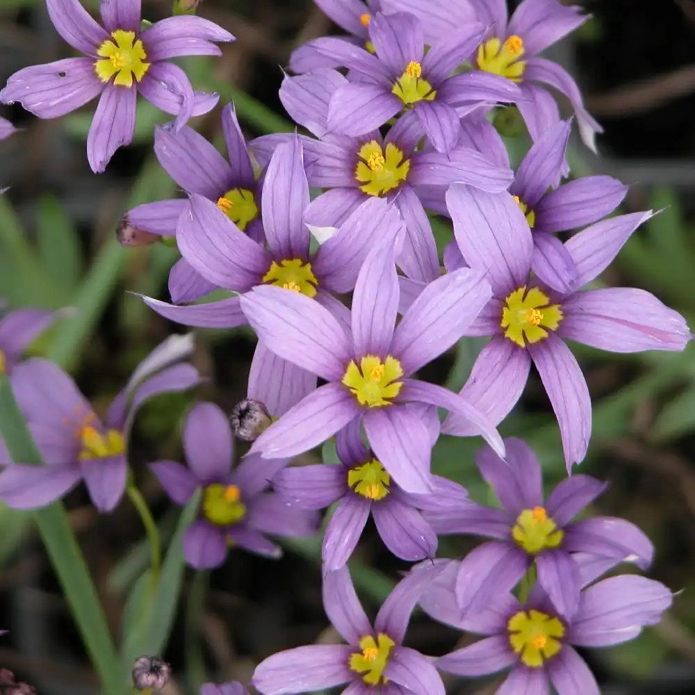 SISYRINCHIUM idahoense