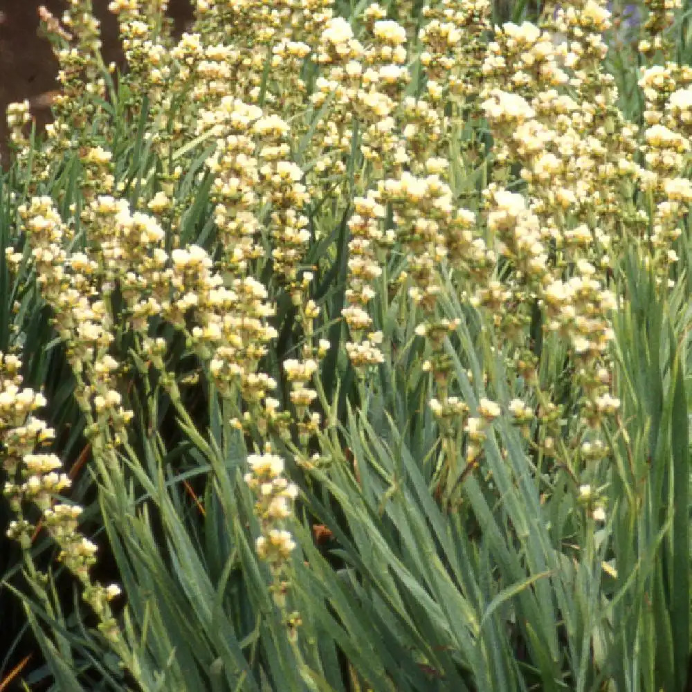 SISYRINCHIUM striatum