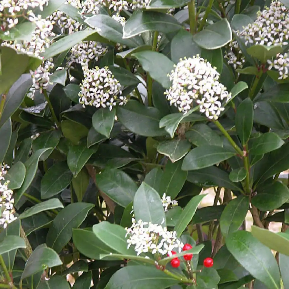 SKIMMIA japonica ssp. reevesiana