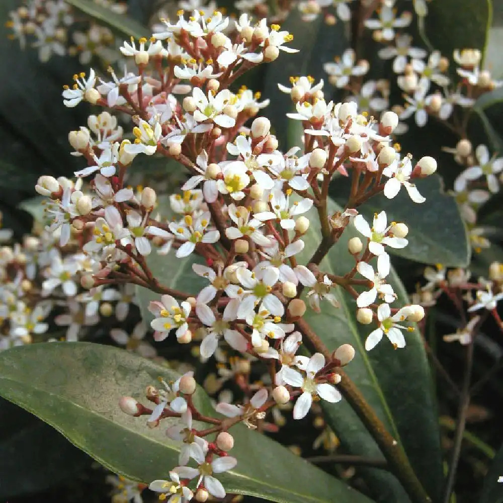 SKIMMIA japonica 'Rubella'