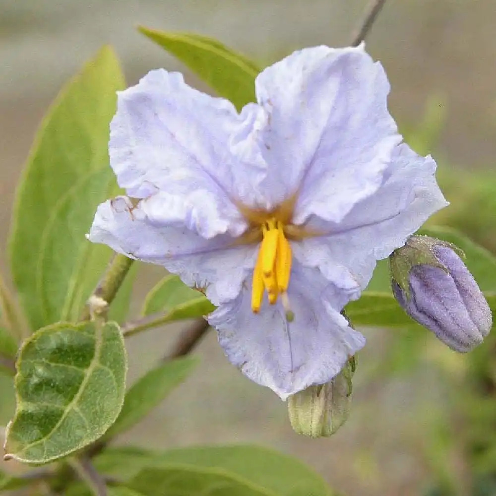 SOLANUM bonariensis