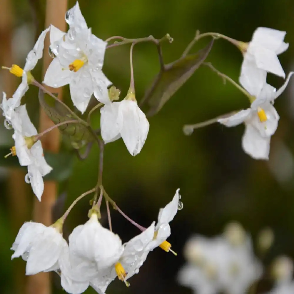 SOLANUM jasminoides 'Album'.' image 2