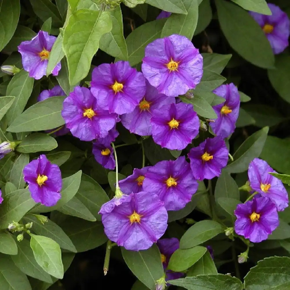 SOLANUM rantonnetii