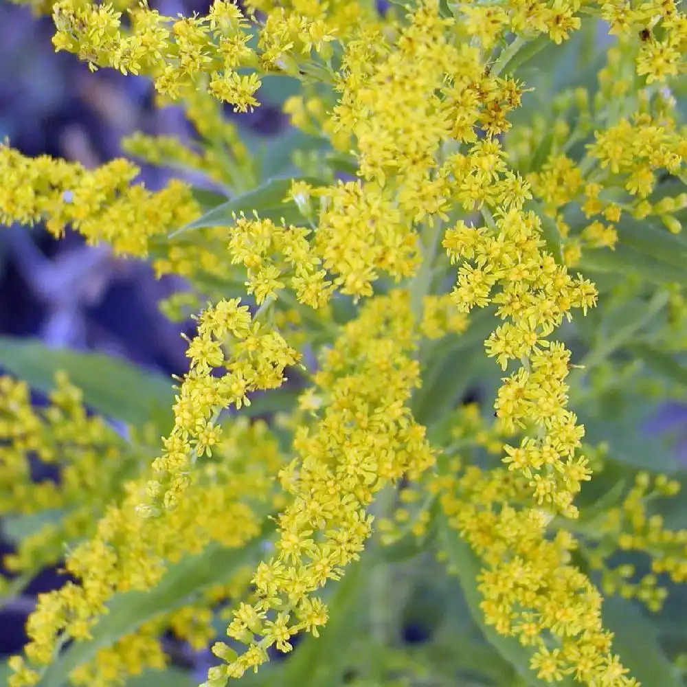 SOLIDAGO caesia