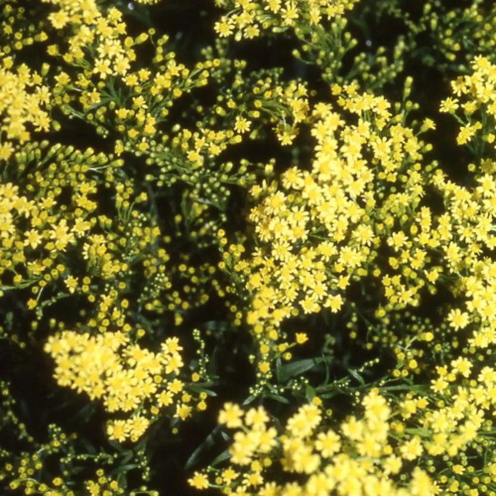 SOLIDAGO 'Citronella'