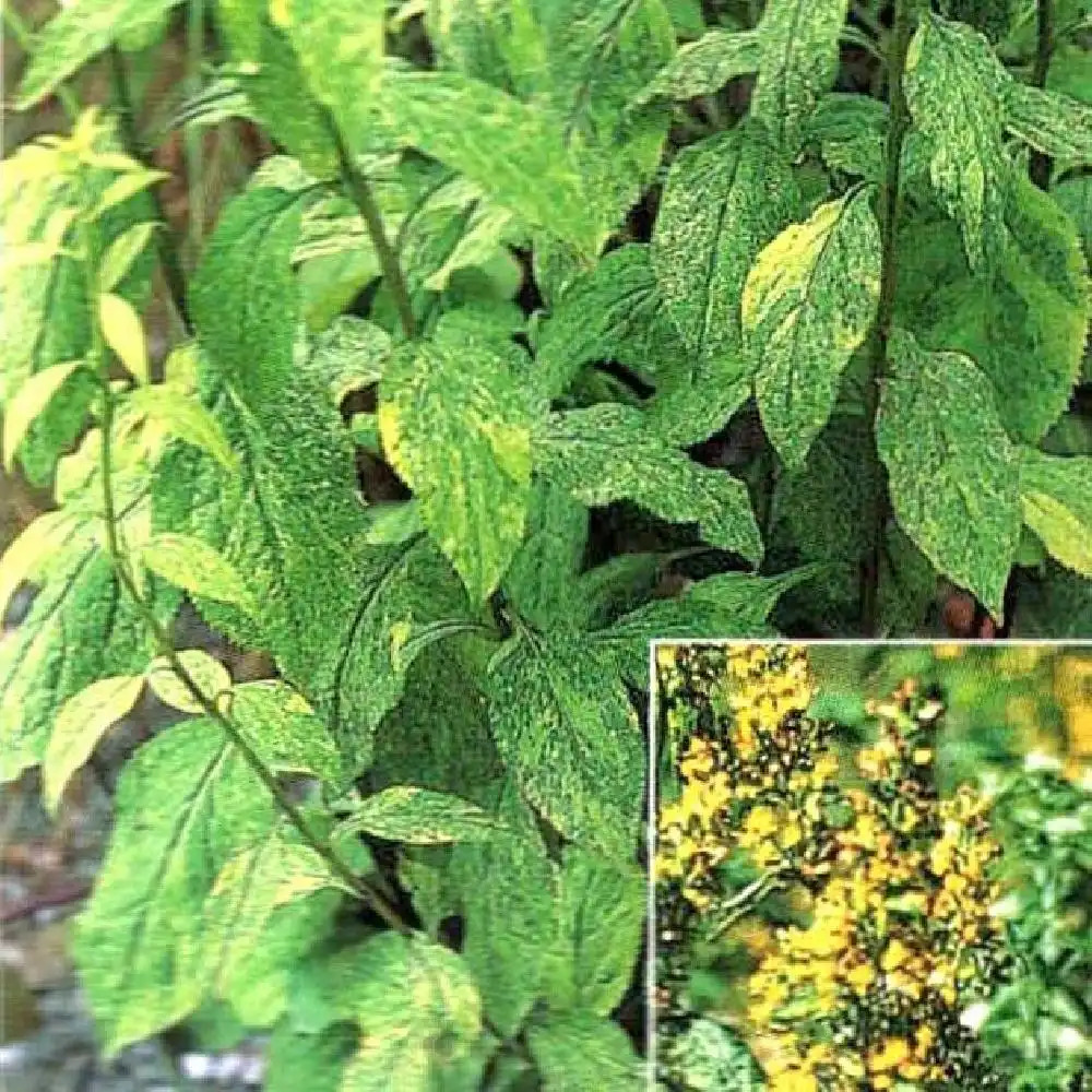 SOLIDAGO flexicaulis 'Variegata'