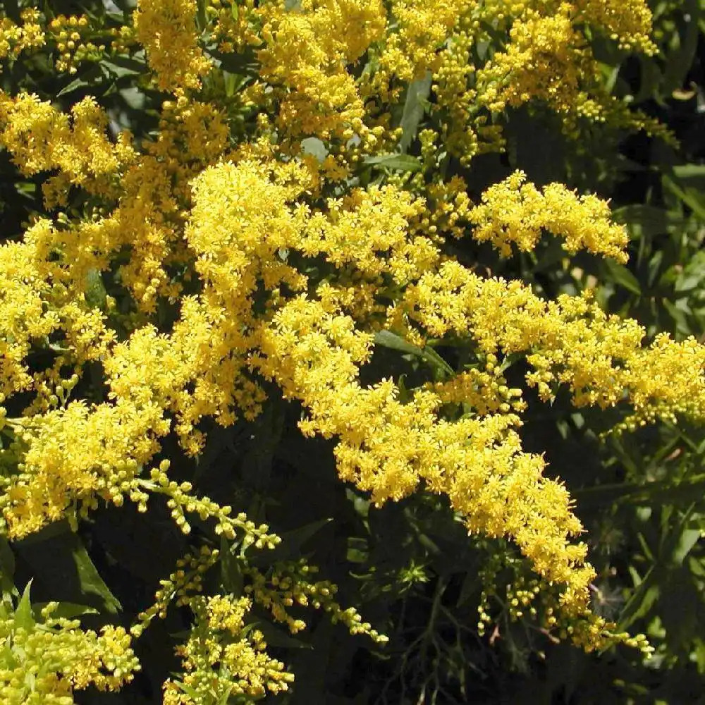 SOLIDAGO 'Golden Mosa'