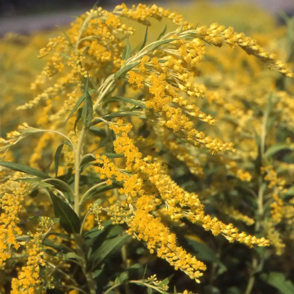 SOLIDAGO 'Golden Shower'