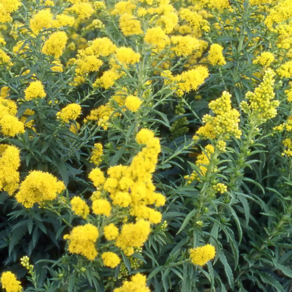 SOLIDAGO 'Goldwedel'