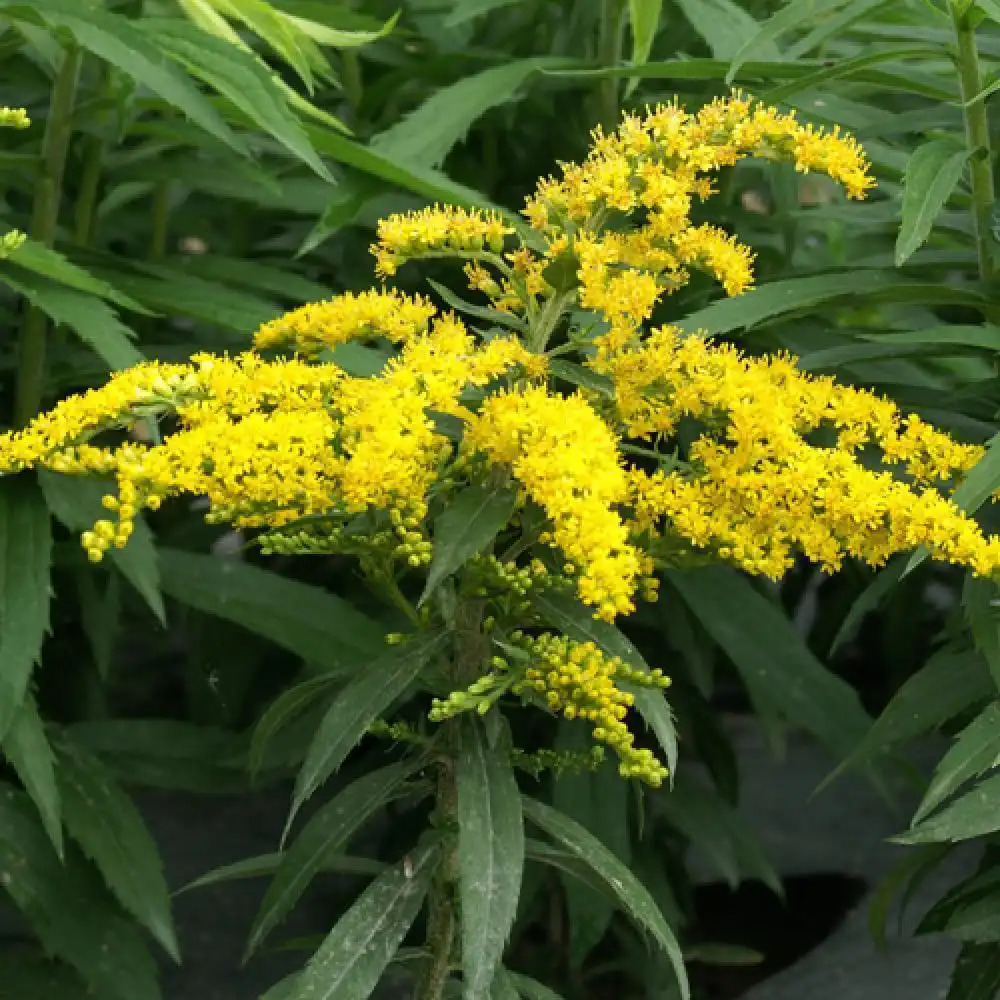 SOLIDAGO 'Strahlenkrone'