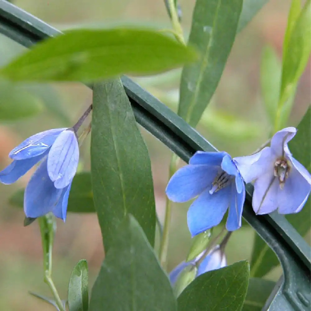 SOLLYA heterophylla