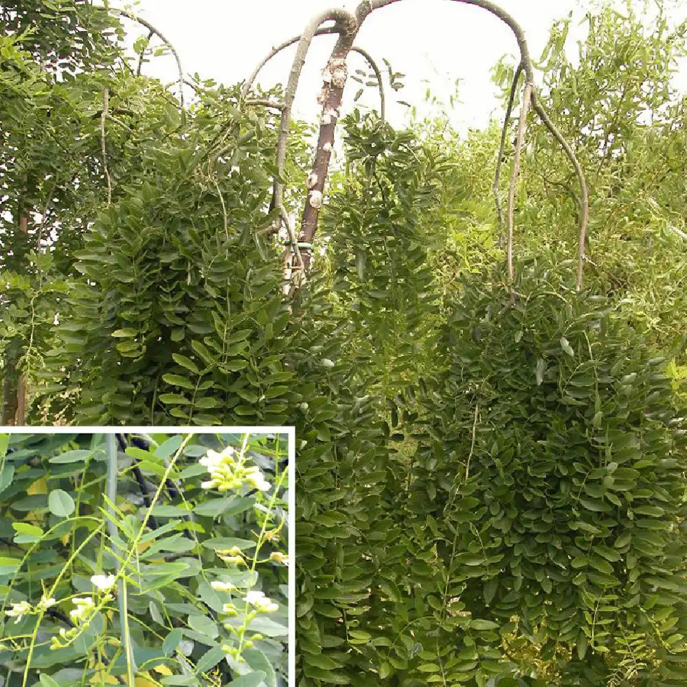 SOPHORA japonica 'Pendula'