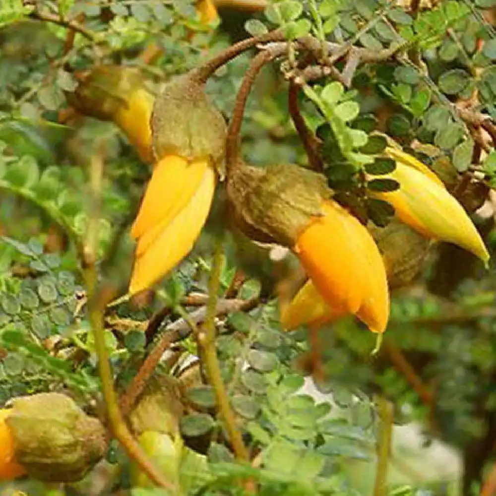 SOPHORA (prostata) 'Little Baby'