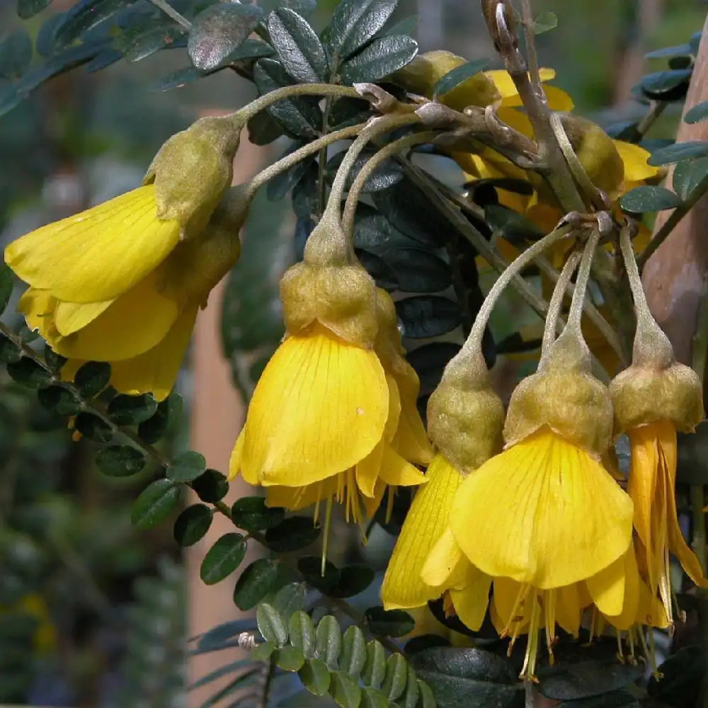 SOPHORA microphylla 'Sun King'