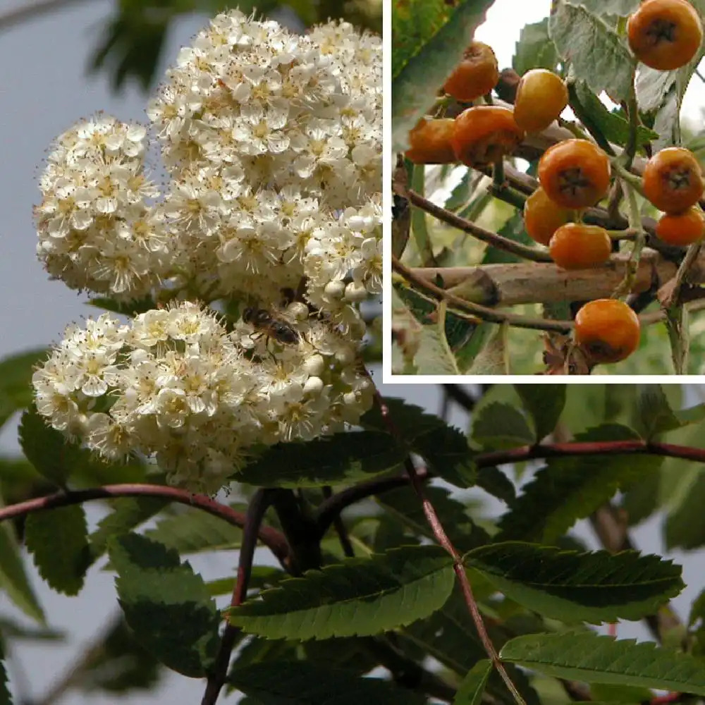 SORBUS aucuparia