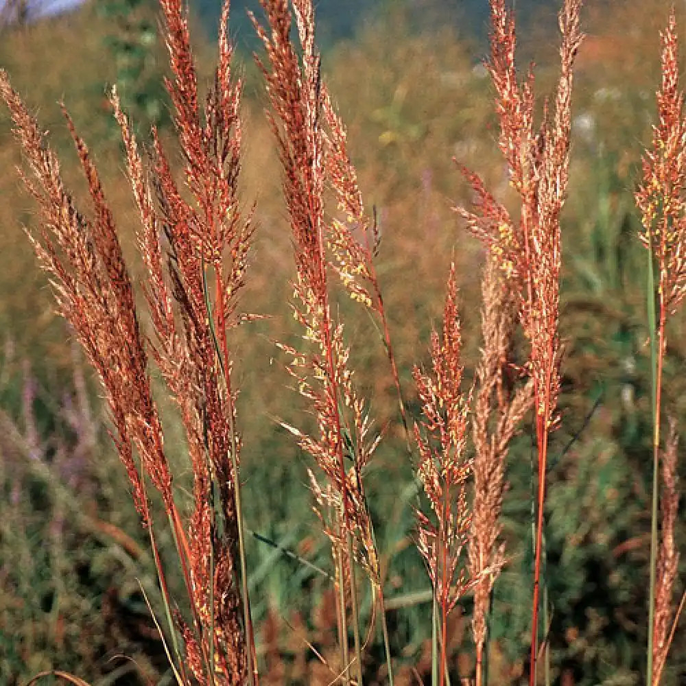 SORGHASTRUM nutans