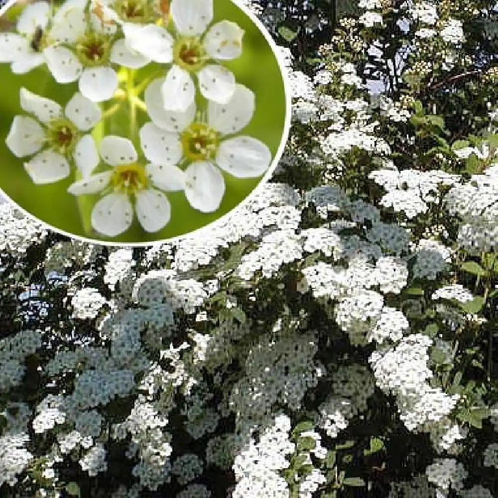 SPIRAEA x arguta