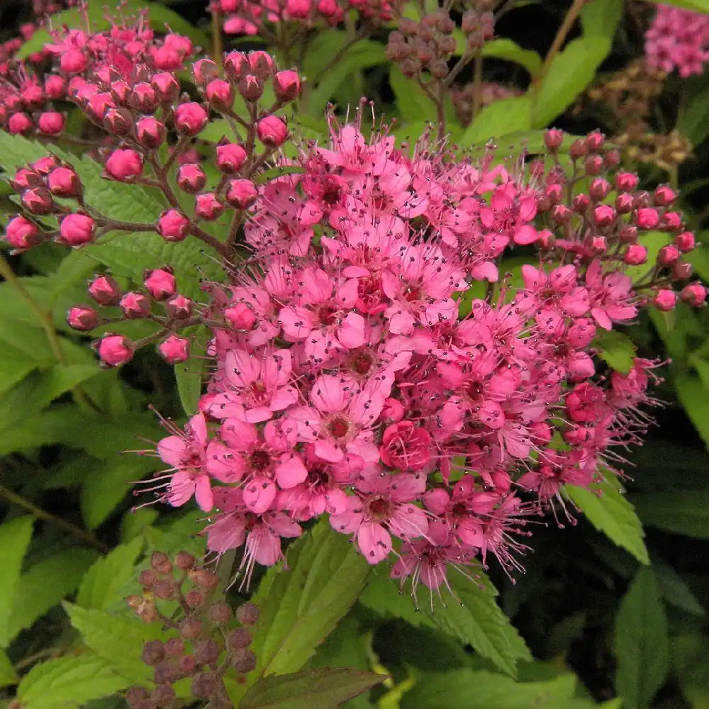 SPIRAEA japonica 'Anthony Waterer'