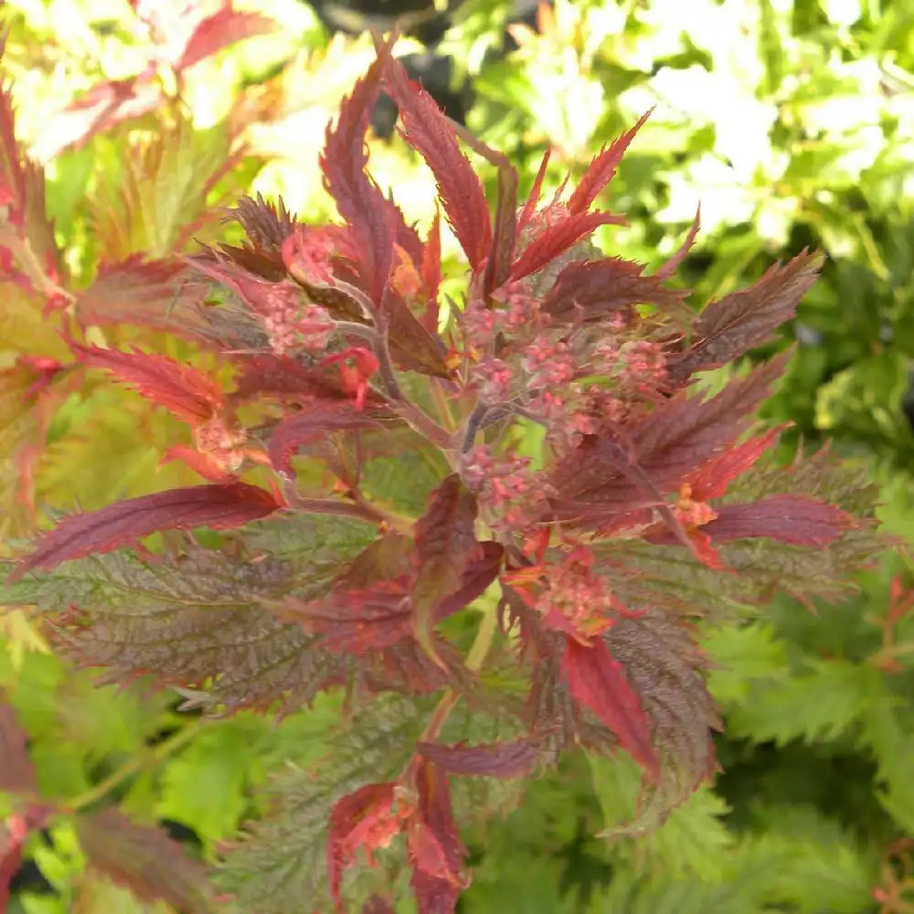 SPIRAEA japonica 'Crispa'