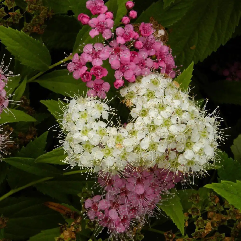 SPIRAEA japonica 'Genpei' (= 'Shirobana')