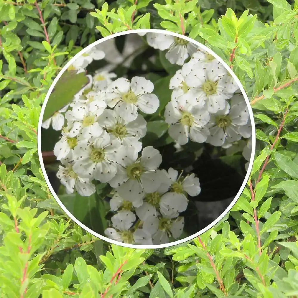 SPIRAEA nipponica 'Snowmound'