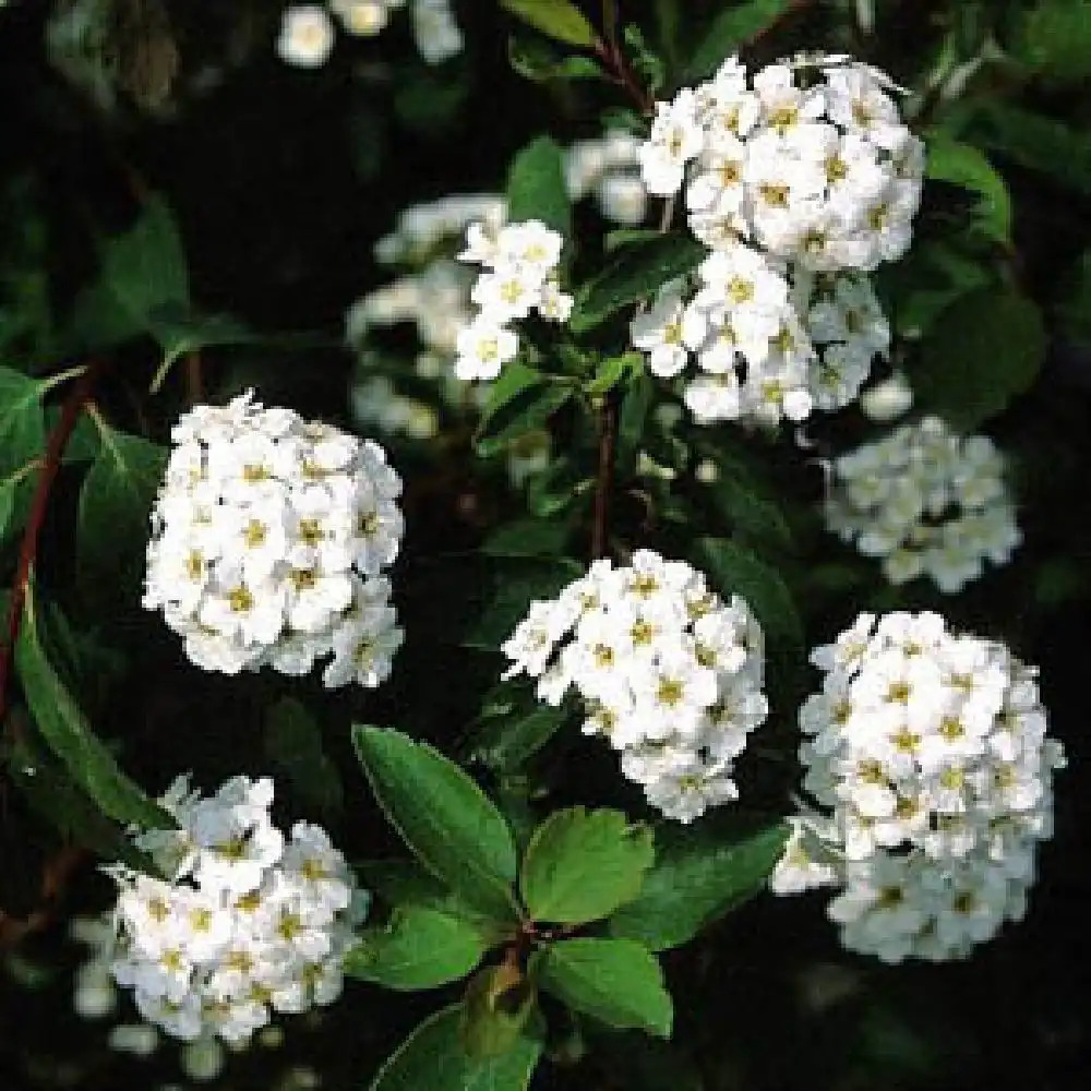 SPIRAEA x vanhouttei