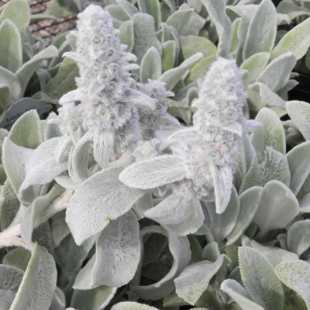 STACHYS byzantina 'Silver Carpet'.' image 2
