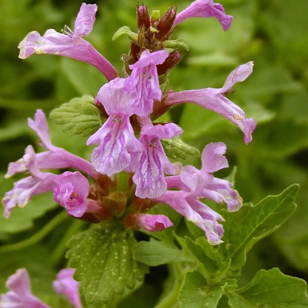 STACHYS grandiflora 'Superba'