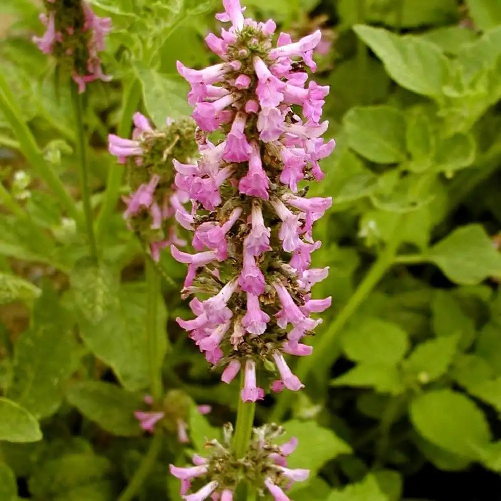 STACHYS grandiflora