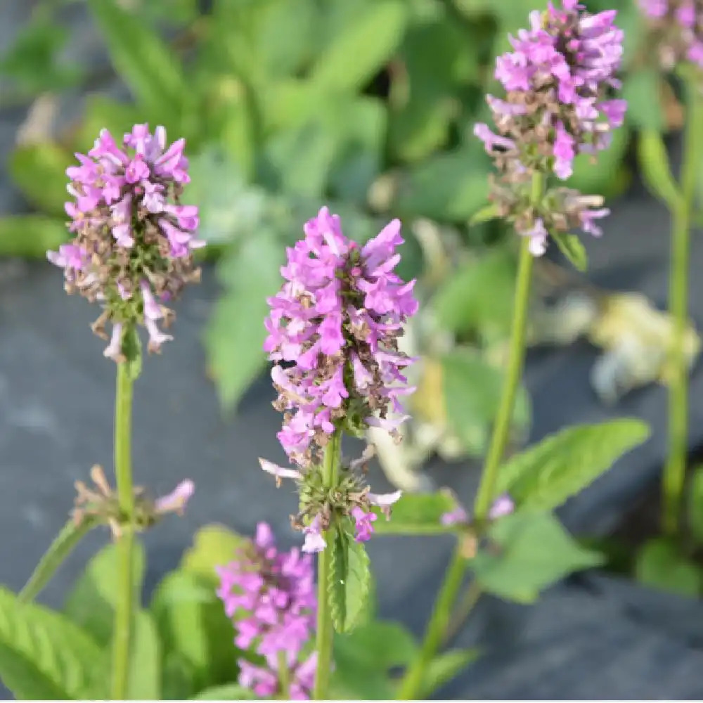 STACHYS monieri 'Hummelo'.' image 2