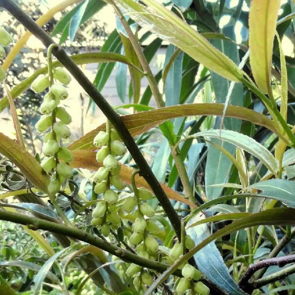 STACHYURUS praecox 'Salicifolia'