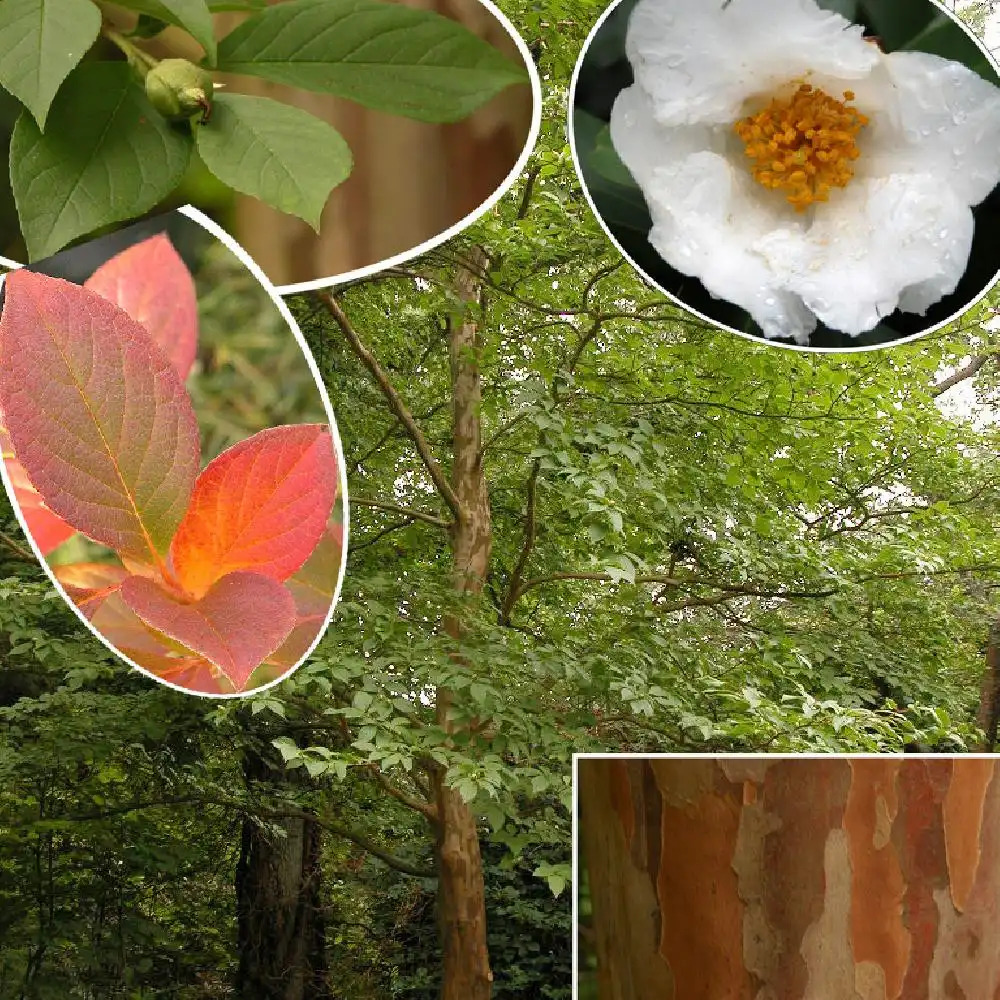 STEWARTIA pseudocamellia