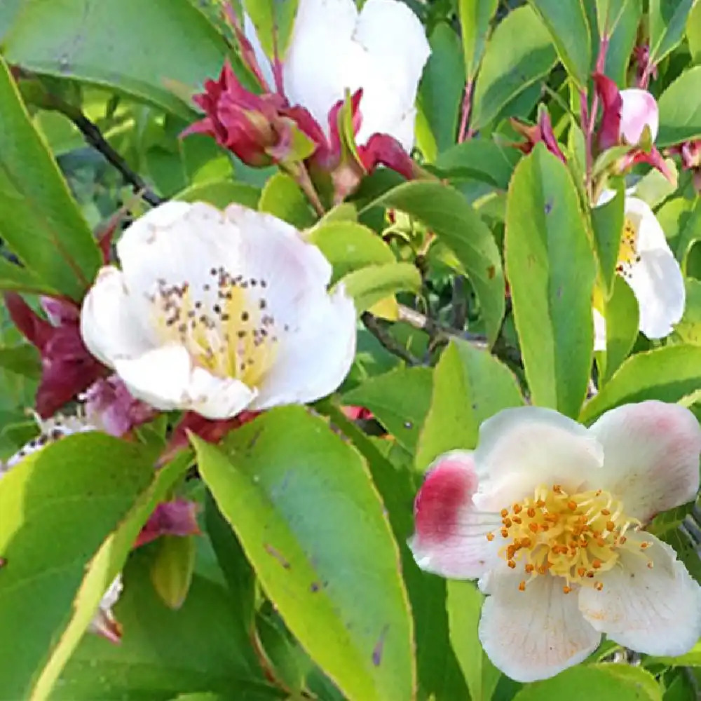 STEWARTIA rostrata