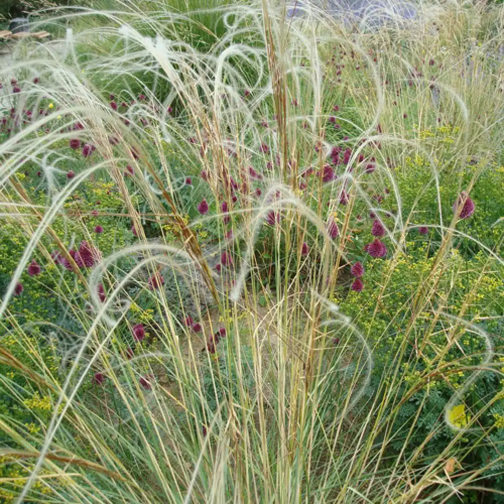 STIPA barbata