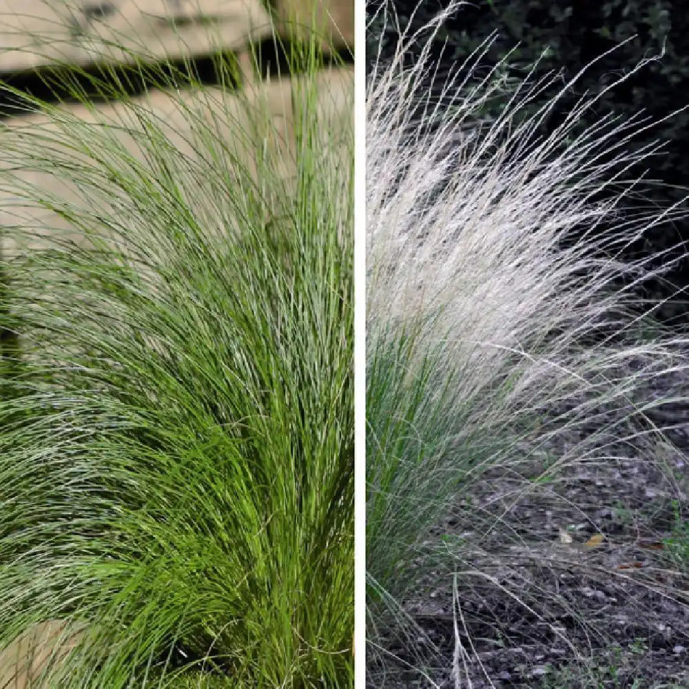 STIPA trichotoma 'Palomino'