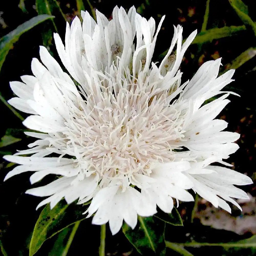 STOKESIA laevis 'Alba'