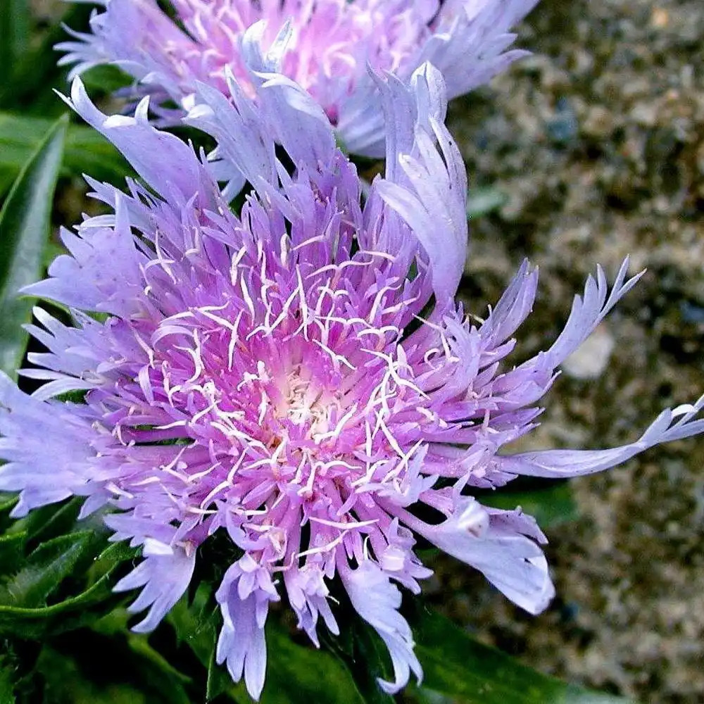 STOKESIA laevis 'Blue Star'