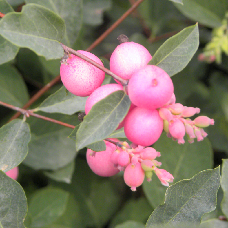 SYMPHORICARPOS doorenbosii 'Pink Berries'
