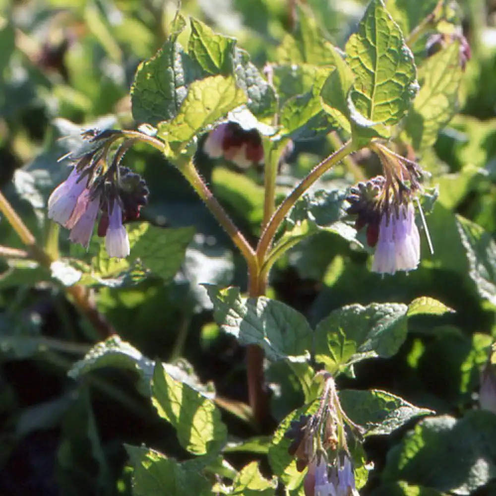 SYMPHYTUM grandiflorum 'Hidcote Blue'