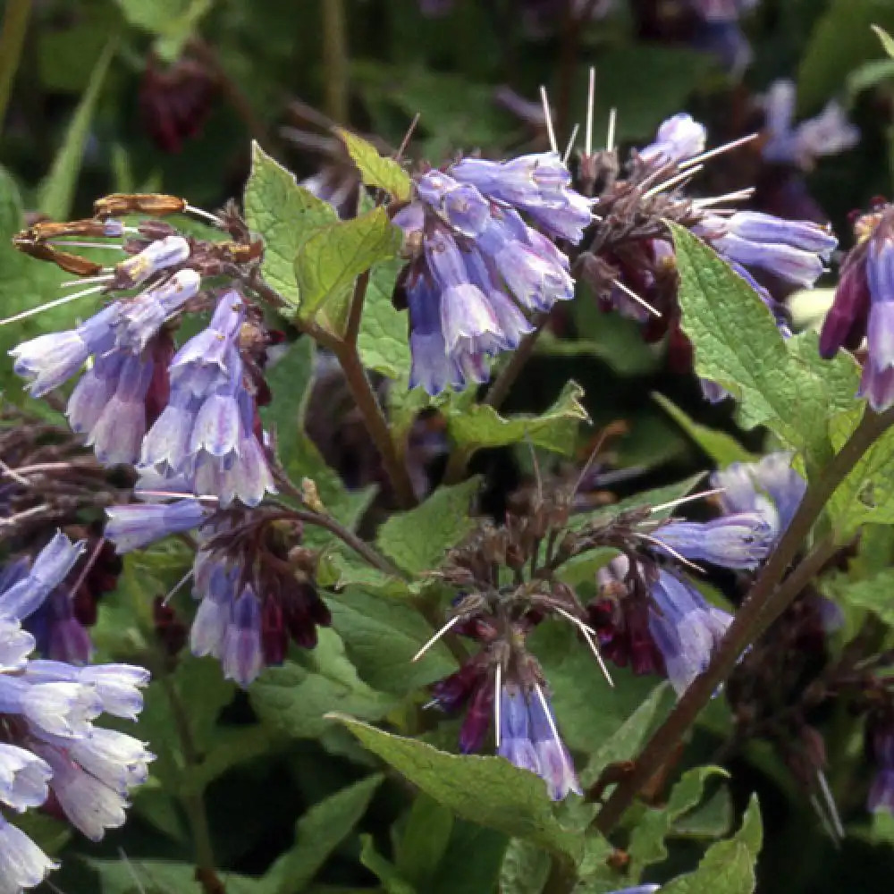 SYMPHYTUM grandiflorum 'Miraculum'