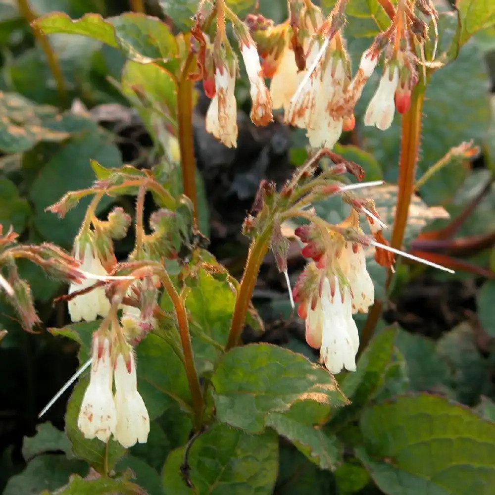 SYMPHYTUM grandiflorum