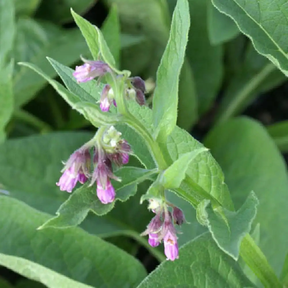 SYMPHYTUM officinale 'Purpureum'