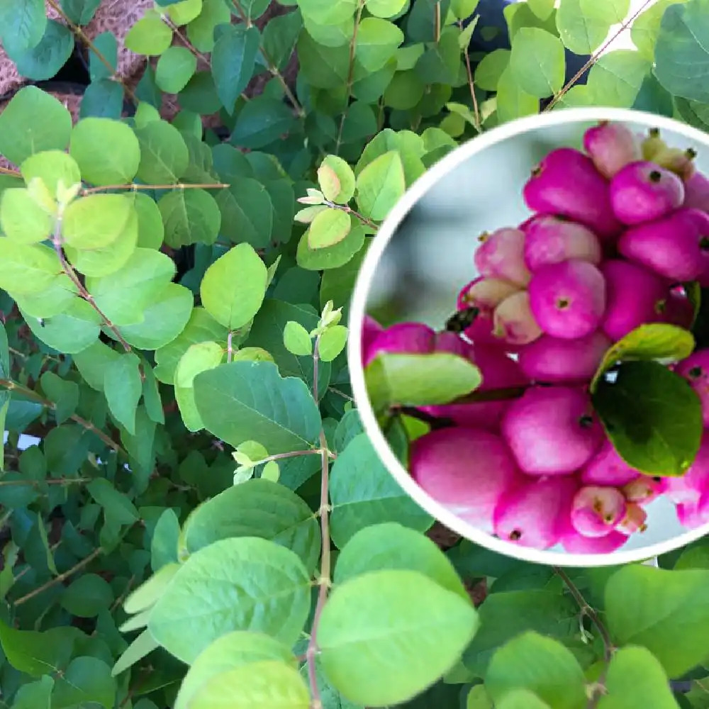 SYMPHORICARPOS orbiculatus